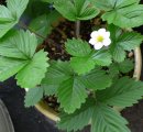 画像: 鉢によってはまだ花だけです