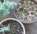 画像: ベランダ日記 多肉植物 その3