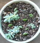 画像: ベランダ日記 多肉植物 その2