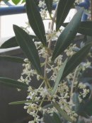 画像: オリーブの花は満開です