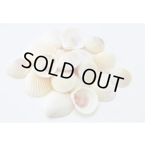 画像: ホワイトコクルス