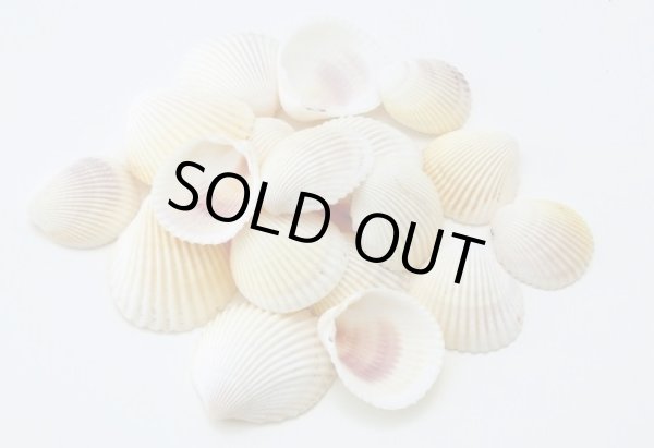 画像1: ホワイトコクルス