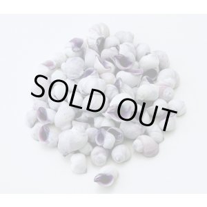 画像: セブビューティ