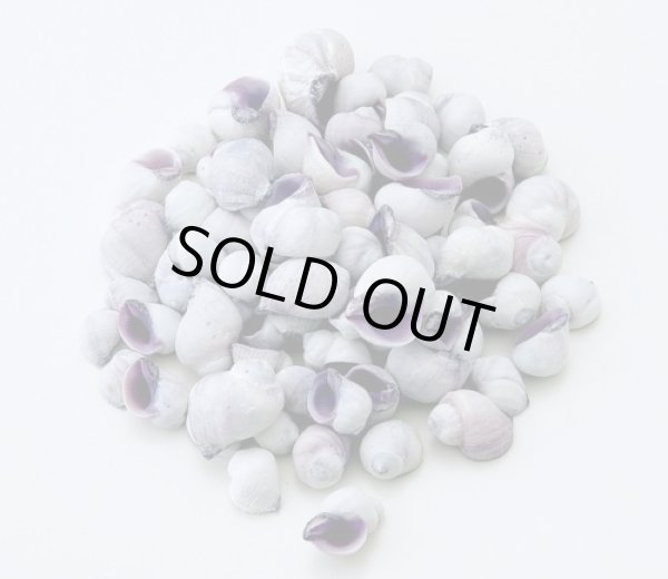 画像1: セブビューティ