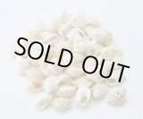 画像: フロッグシェル