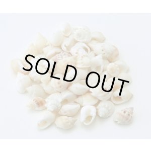 画像: フロッグシェル