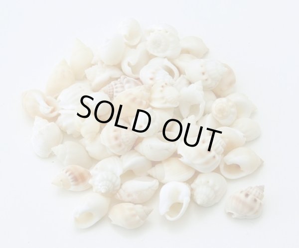 画像1: フロッグシェル