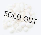 画像: ムーンシェル