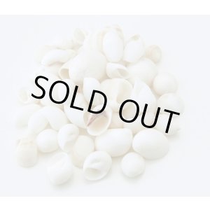 画像: ムーンシェル