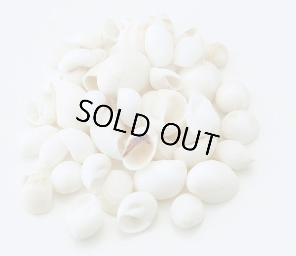 画像1: ムーンシェル