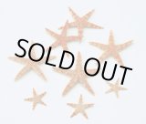 画像: スターフィッシュ