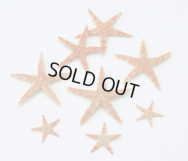 画像1: スターフィッシュ