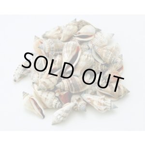 画像: ウルカス