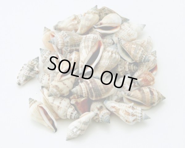 画像1: ウルカス