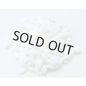 画像: バブルス　シェル