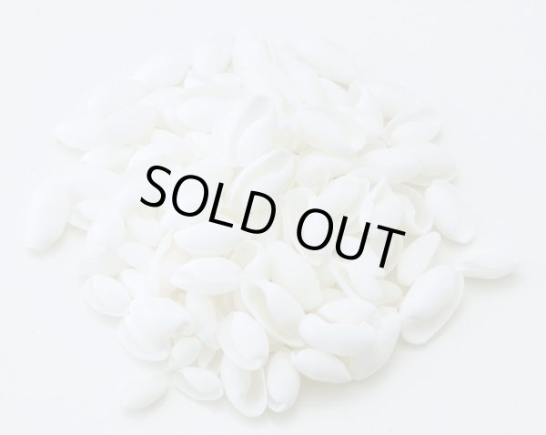 画像1: バブルス　シェル