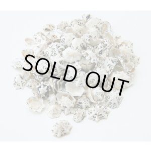 画像: スターリンプト