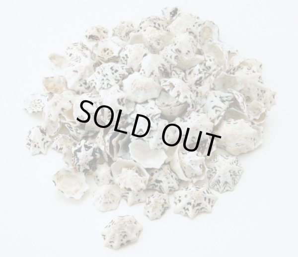 画像1: スターリンプト