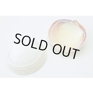 画像: コダキィア　ティゲリナ