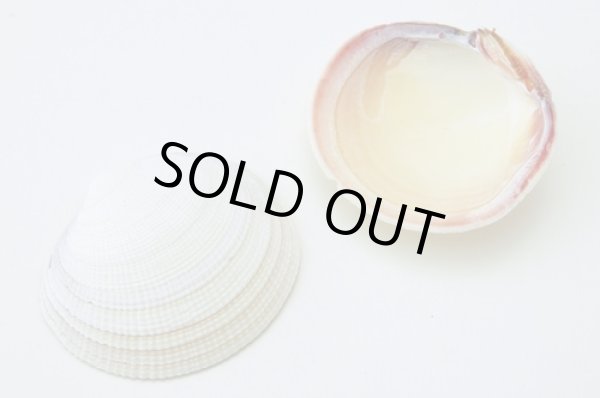 画像1: コダキィア　ティゲリナ