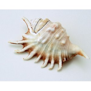 画像: ロンビィス　メリピィア