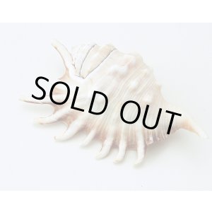 画像: ロンビィス　メリピィア