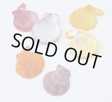 画像: ペクティン　ノビリス小　