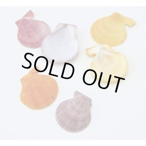 画像: ペクティン　ノビリス小　