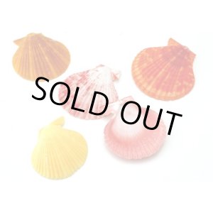 画像: ペクティン　ノビリス大　