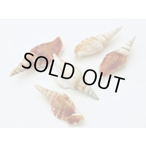 画像: ムリコイディア