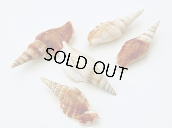 画像1: ムリコイディア