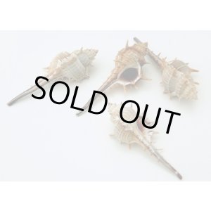 画像: ムレックス