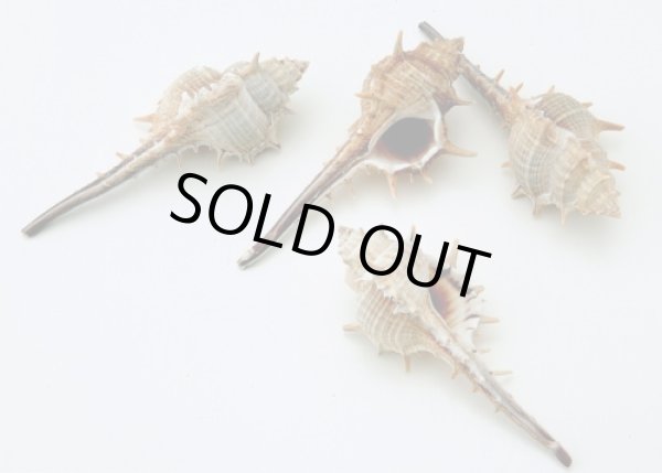 画像1: ムレックス