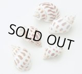 画像: チャイナムーン