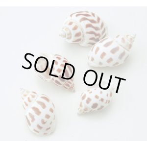 画像: チャイナムーン