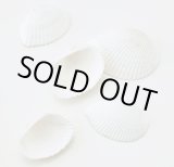 画像: ホワイトシェル