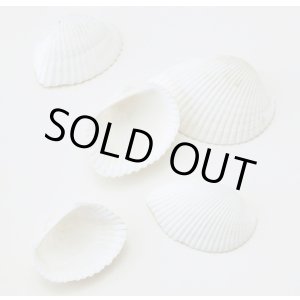 画像: ホワイトシェル