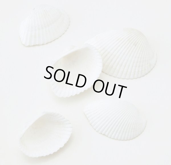 画像1: ホワイトシェル