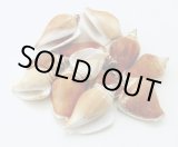 画像: カナリウム　ブラウン　