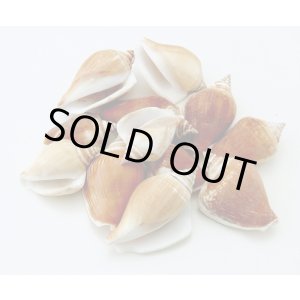 画像: カナリウム　ブラウン　