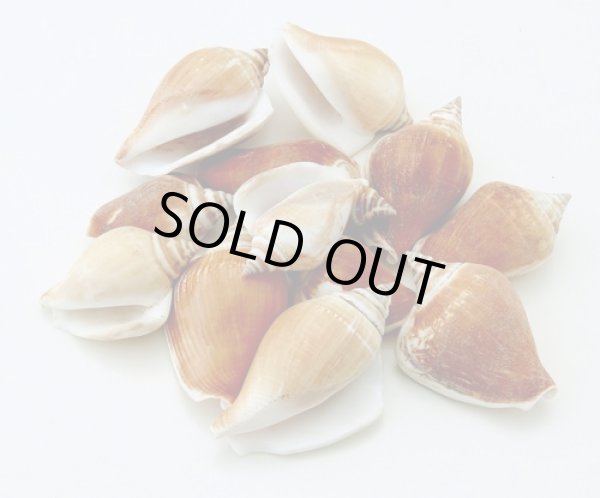 画像1: カナリウム　ブラウン　