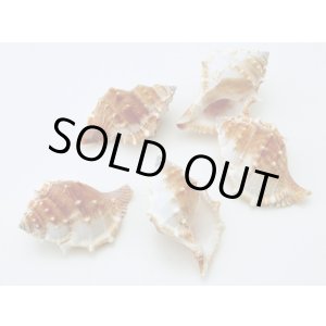 画像: エスピノーサ