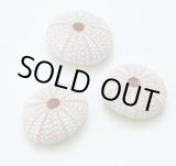 画像: アーチン（ウニ）