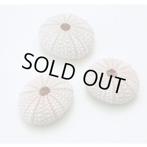 画像: アーチン（ウニ）