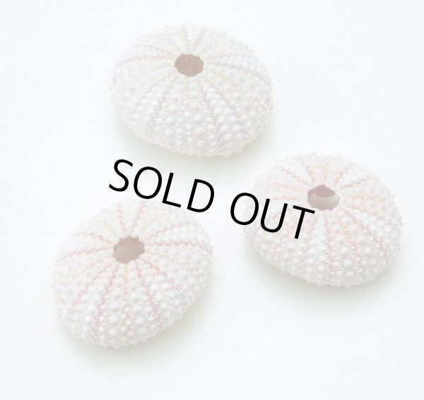 画像1: アーチン（ウニ）