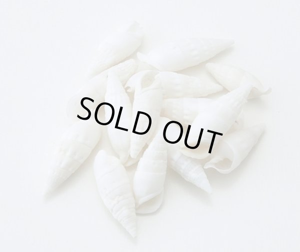 画像1: ドリップシェル