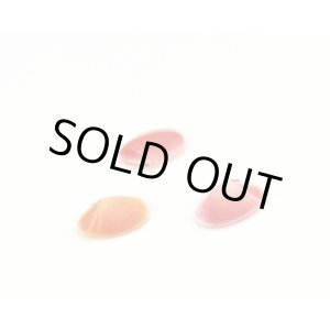 画像: さくら貝　ペア