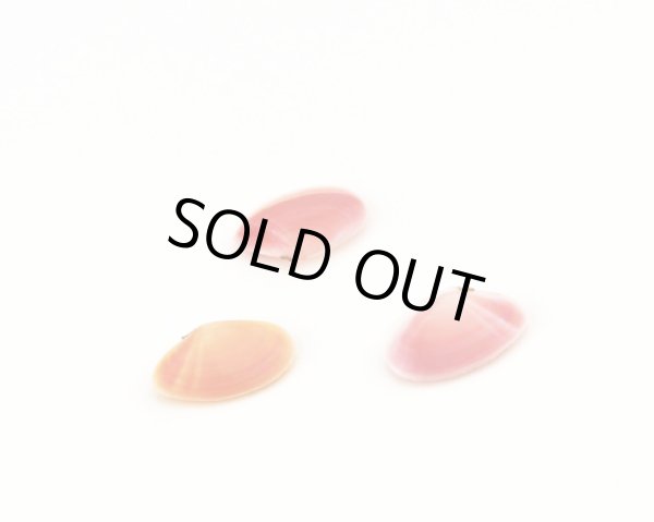 画像1: さくら貝　ペア