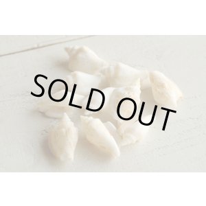 画像: クリスタルシェル