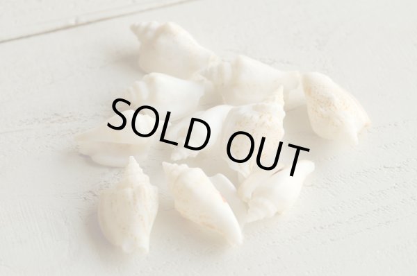 画像1: クリスタルシェル